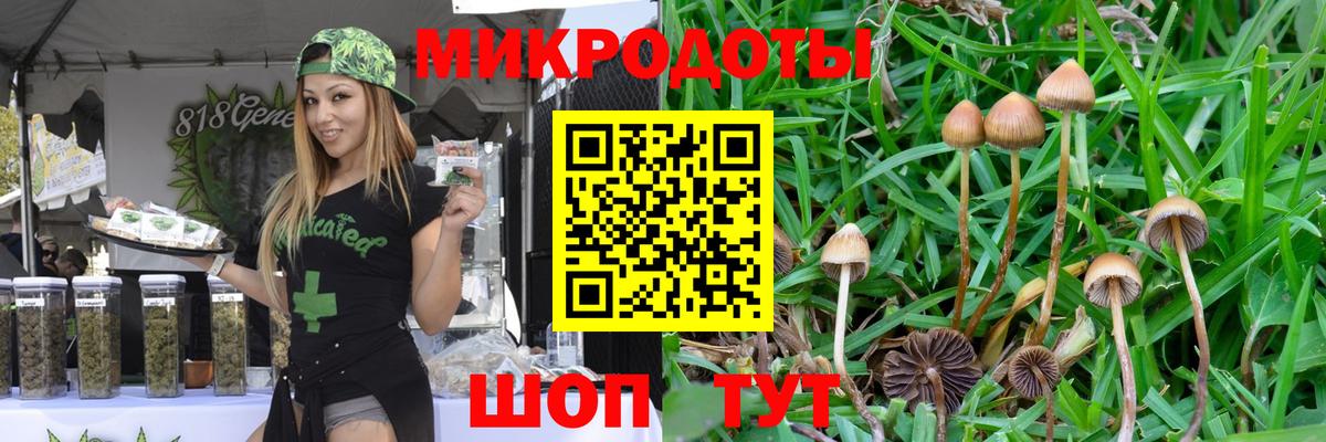 Галлюциногенные грибы Psilocybine cubensis Котовск